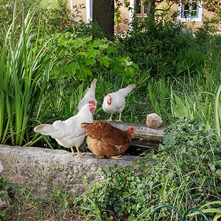 ゲストハウス La Glaciere, Ostalaria Agricol